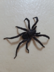 Seqocrypta