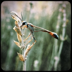 Ammophila rubripes