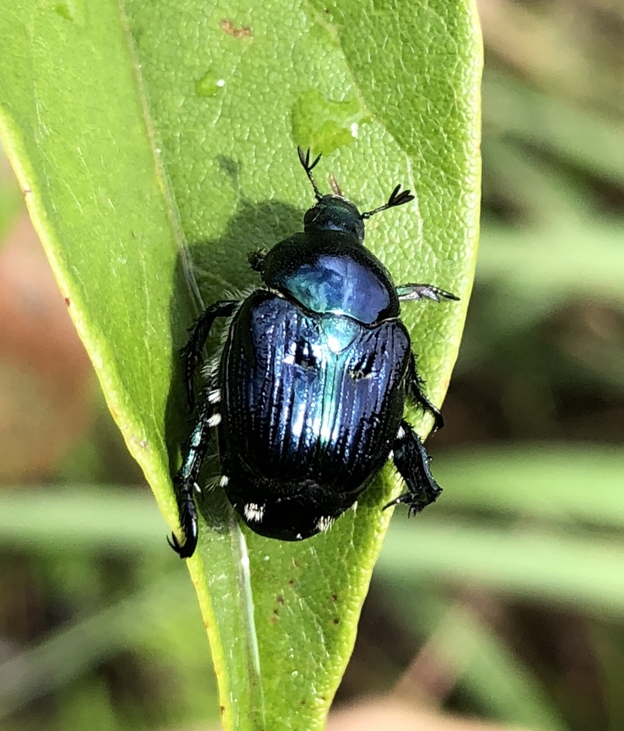 Popillia histeroidea