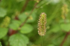 Setaria surgens