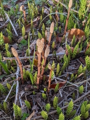 Equisetum arvense