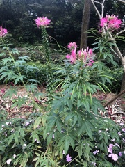 Cleome houtteana