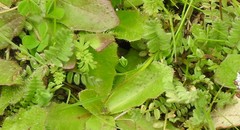 Alchemilla microcarpa