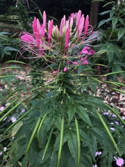 Cleome houtteana