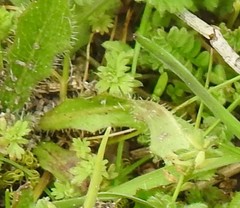 Alchemilla microcarpa
