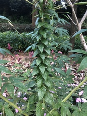 Cleome houtteana
