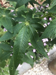 Cleome houtteana