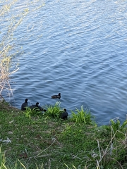 Fulica atra