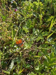 Lycaena phlaeas daimio