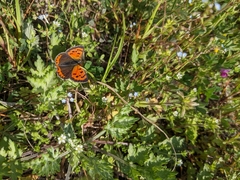 Lycaena phlaeas daimio