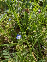 Veronica persica