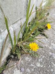 Taraxacum officinale