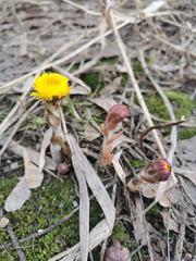 Tussilago farfara