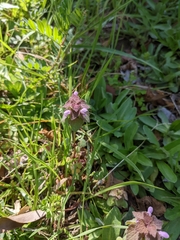 Lamium purpureum