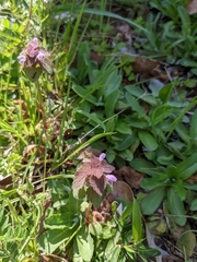 Lamium purpureum
