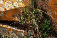 Cheilanthes inaequalis