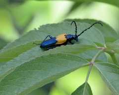 Desmocerus palliatus
