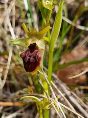 Ophrys sphegodes