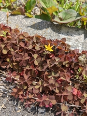 Oxalis corniculata