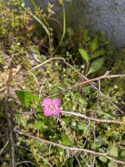 Oenothera rosea