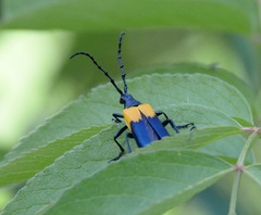 Desmocerus palliatus