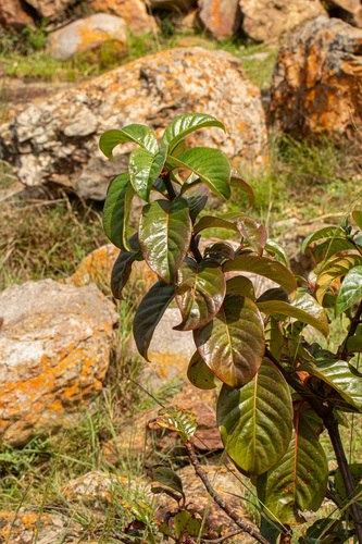 Fire Bush