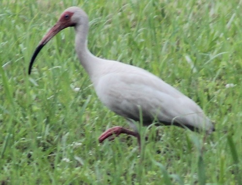 Eudocimus albus