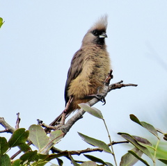 Colius striatus minor