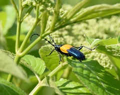 Desmocerus palliatus