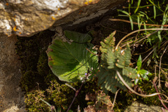 Streptocarpus bindseili image