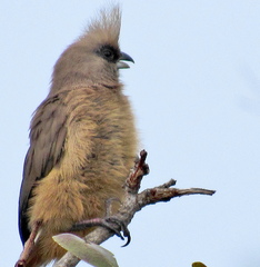 Colius striatus minor