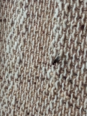 Diptera
