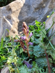 Phelipanche nana