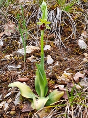 Ophrys sphegodes