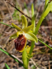 Ophrys sphegodes