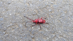 Dicelosternus corallinus