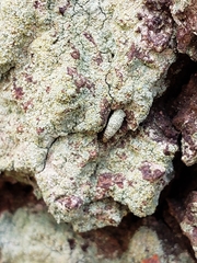 Luffia ferchaultella