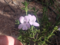 Prostanthera cryptandroides euphrasioides