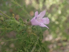 Prostanthera cryptandroides euphrasioides