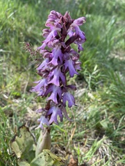 Himantoglossum robertianum