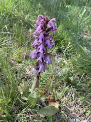 Himantoglossum robertianum