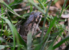 Pseudacris streckeri