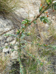 Thymelaea argentata