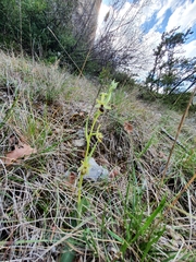 Ophrys sphegodes