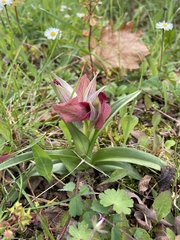 Serapias neglecta neglecta