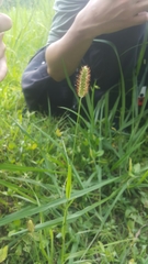 Setaria pumila pallidefusca