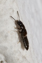 Platystethus