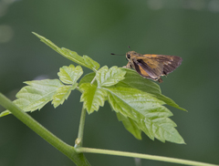 Parnara amalia