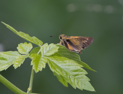 Parnara amalia