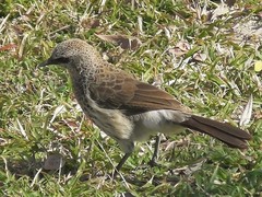 Turdoides hartlaubii